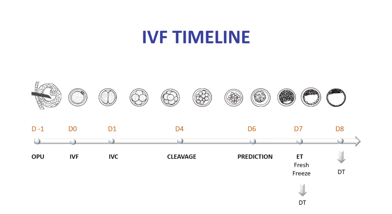 IVF timeline