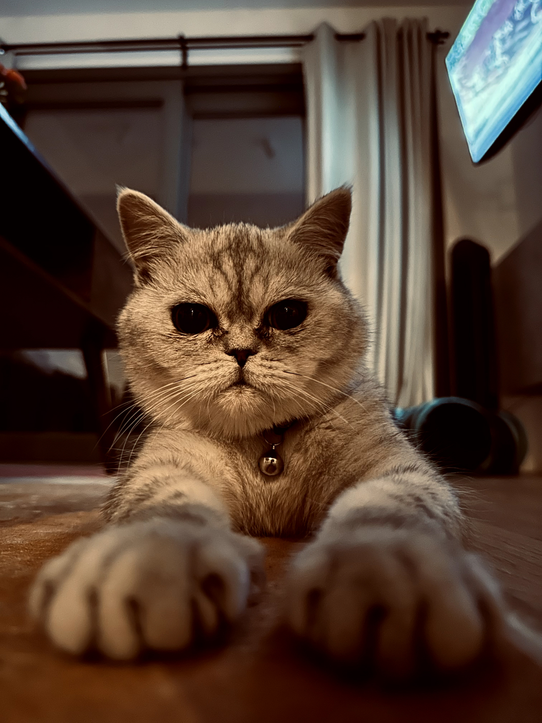 Levi Ackerman, my cat who helps me be a better designer.